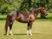 Кобила, American paint horse — снимка 1