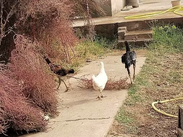 Chickens