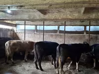 Banteng, Cattle — foto 2