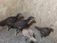 Chickens — 1-сурет