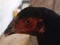 Guinea fowl — ፎቶ 3