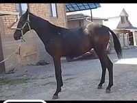 اسب نر, اسب — عکس 1