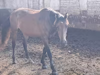 Koń, Kazakh horse — zdjęcie 4