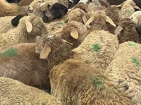 كبش, الأغنام — الصورة 3