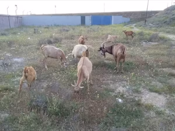 Goat, Alpine goat — Azerbaijan