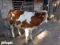 Bou, Rasa gri ungară — foto 3