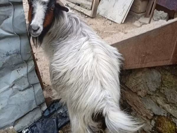 بز ماده, بز