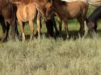 Hingst, Kazakh horse — foto 5