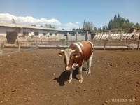 ወንድ በሬ, Simmental cattle — ፎቶ 1