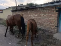 Էգ ձի, Thoroughbred horse — լուսանկար 4