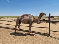 شتر ماده, شتر — عکس 4