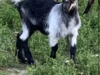 بکرا, Alpine goat — تصویر 3