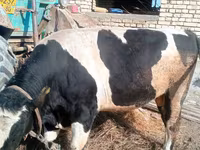 Toro, Razza Holstein — foto 2