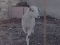 Ziege, Saanen goat — Foto 3