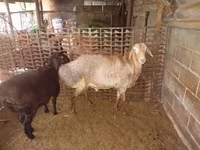 แกะตัวผู้, Rhon sheep — รูปภาพ 1
