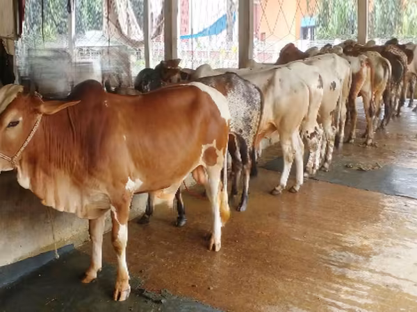 Bou, Bovine — Bangladesh