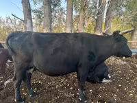 Mucca, Bovini — foto 4