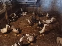 Ducks — الصورة 2