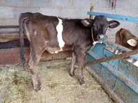 گاو نر, نژاد آلتائو — عکس 6