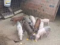 Babi jantan, Pigs — foto 5
