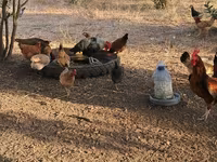 Chickens — foto 1