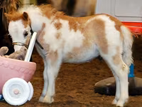 ม้าตัวผู้, Miniature horse — รูปภาพ 1