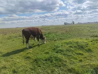 Бух, Simmental cattle — 5 зураг
