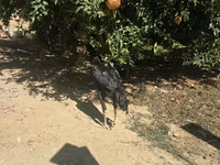 Chickens — zdjęcie 4