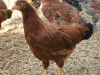 Chickens — zdjęcie 4