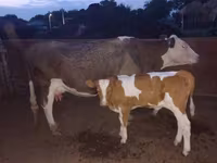 Sapi, Ayrshire — foto 2