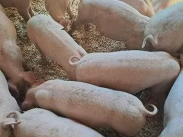 Sow, Pigs — Hungary