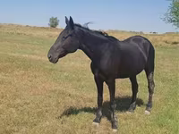 Hingst, Standardbred — foto 7
