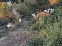 Chickens — foto 3