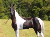 Ձի, Tennessee Walking Horse — լուսանկար 6