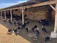 Turkeys — foto 5