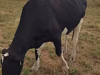 Lembu betina, Holstein breed — foto 1