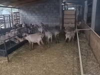 Biri-biri betina, Arashan sheep — foto 5