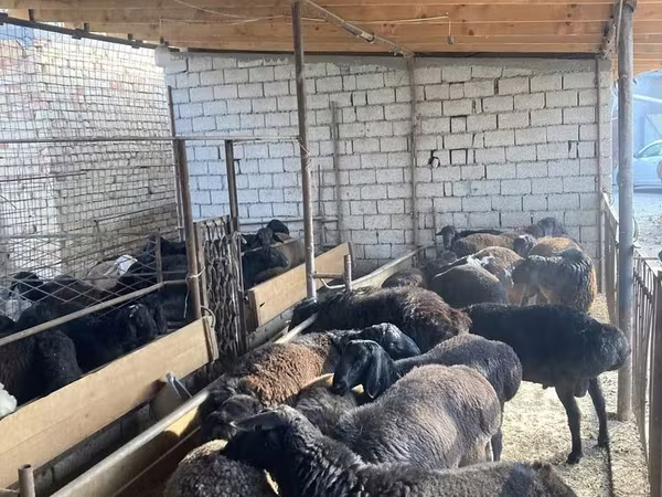 Domba betina, Sheep