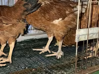 Chickens — акс 2