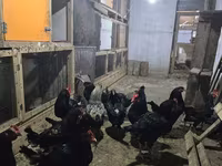 Chickens — Foto 4