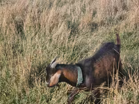 Kozioł, Kozy — zdjęcie 2