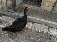 Ducks — عکس 5