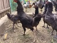 Chickens — 사진 3