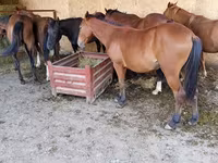 Horse (M), Horses — photo 3