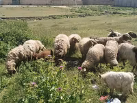 أغنام (دفعة، الجنس غير محدد), الأغنام — الصورة 1