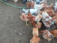 Chickens — عکس 2