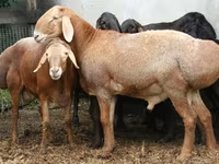 Kambing jantan, Rhon sheep — foto 1
