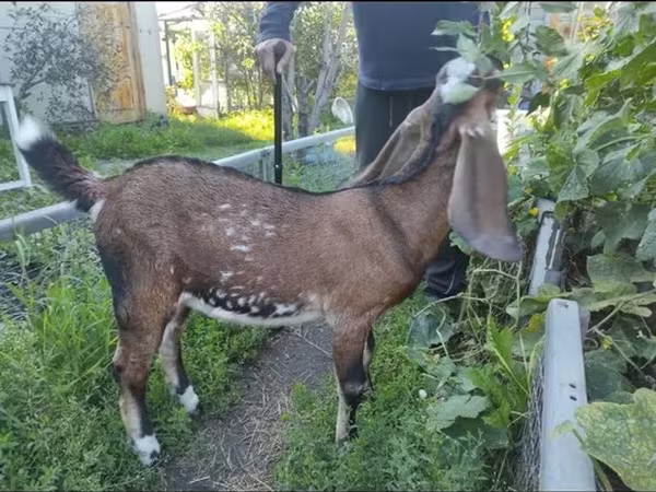 Cabra, Beetal goats