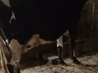Үнээ, Russian Black pied cattle — 2 зураг