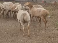 میش, گوسفند — عکس 2